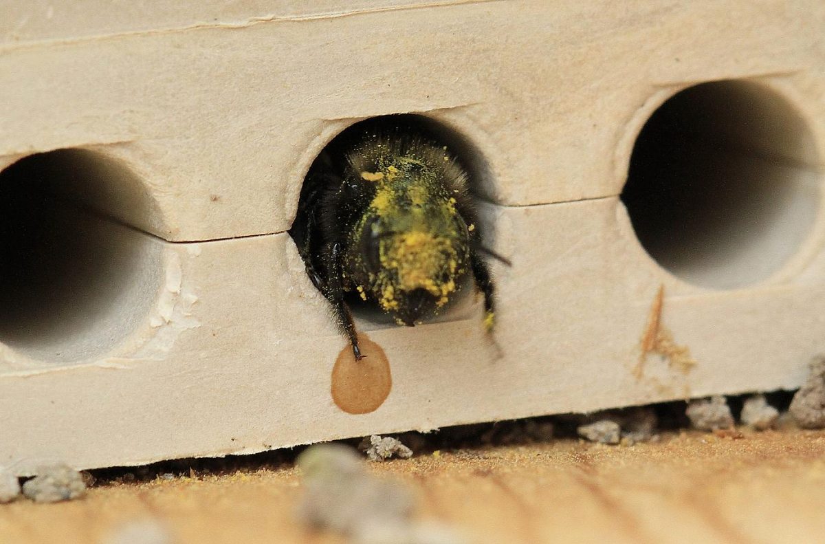 All about Mason Bees Wildlife Rescue Association of BC