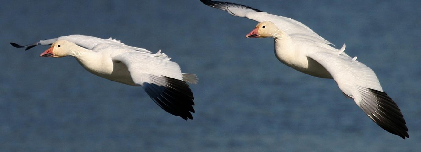 Sarah and Sam the Snow Geese