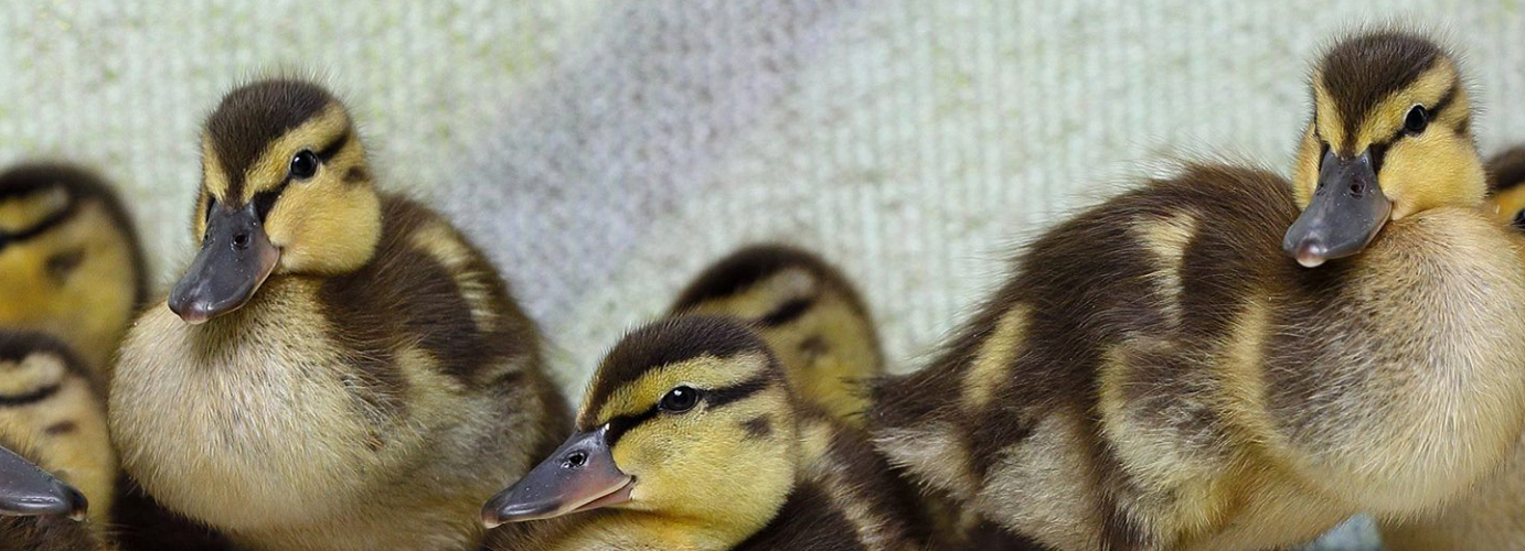 How-to: Keep Baby Birds (and Small Mammals) With Their Parents
