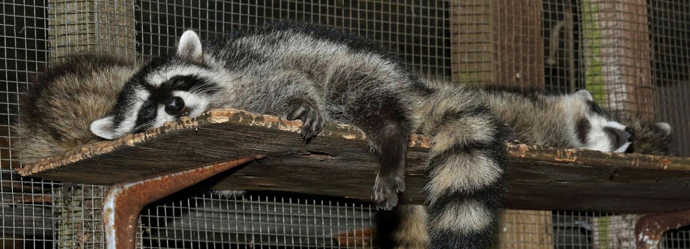 Wildlife Rescue Association of BC Wish List