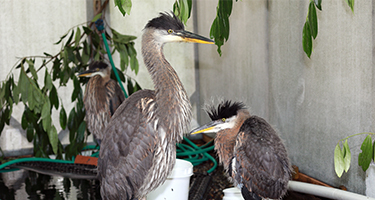 Wildlife Rescue Great Blue Heron