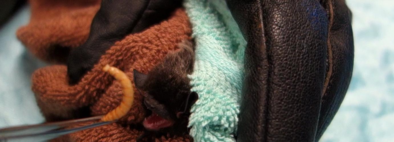 Rescue, Rehabilitation, and Release: Silver-haired Bat