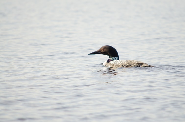 Local Common Loon Attracting the Public Eye