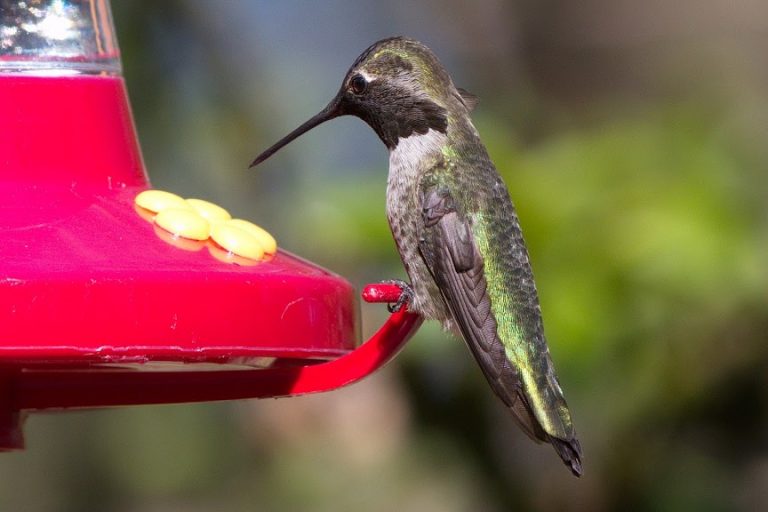 The Ultimate Quick Guide to Hummingbird Feeders Wildlife Rescue