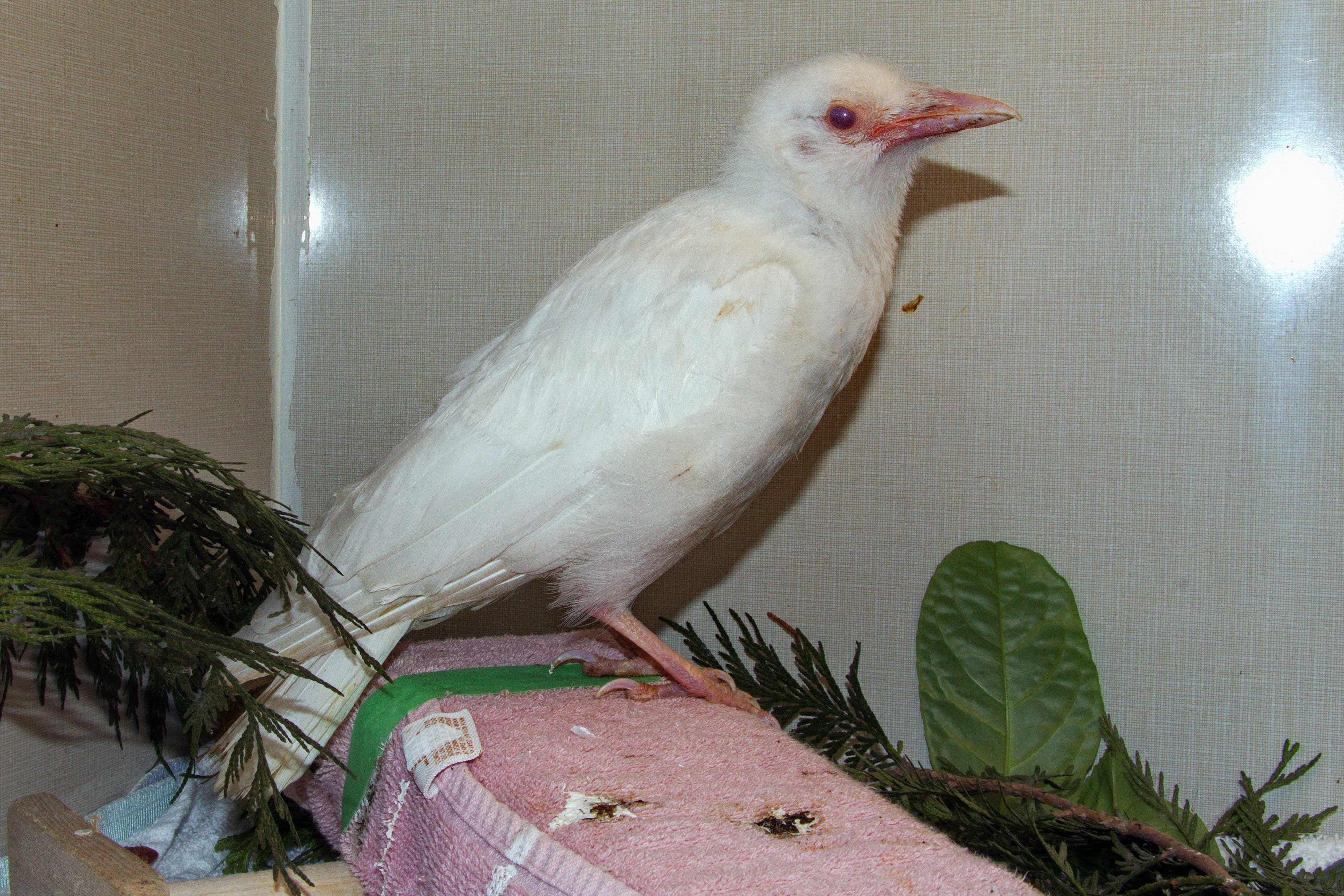 Rare Albino Northwestern Crow Looking for Support! - Wildlife Rescue  Association of BC