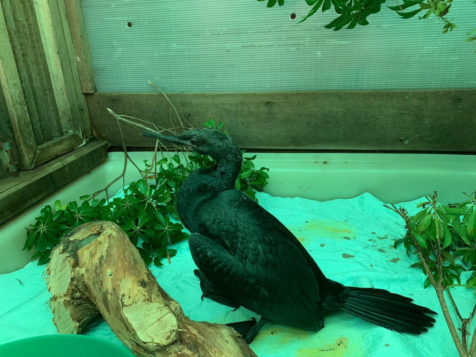 rescue birds dangers