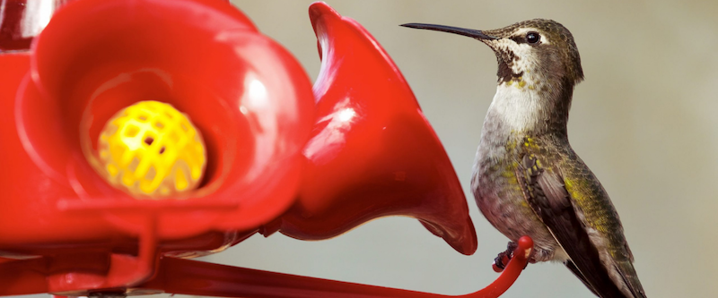 Hummingbird FAQ