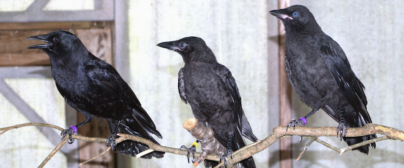 Determining When Baby Crows Need Help