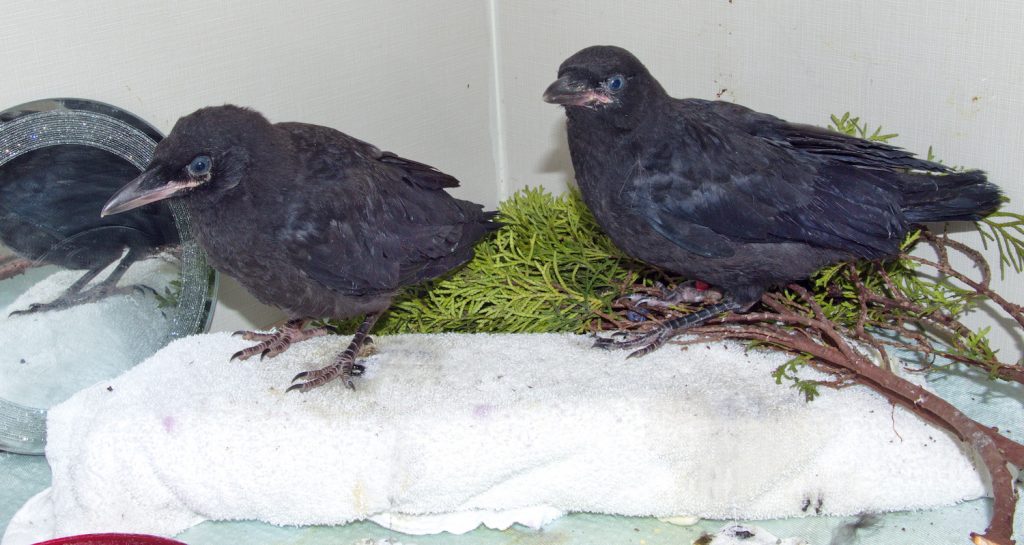 Determining When Baby Crows Need Help - Wildlife Rescue