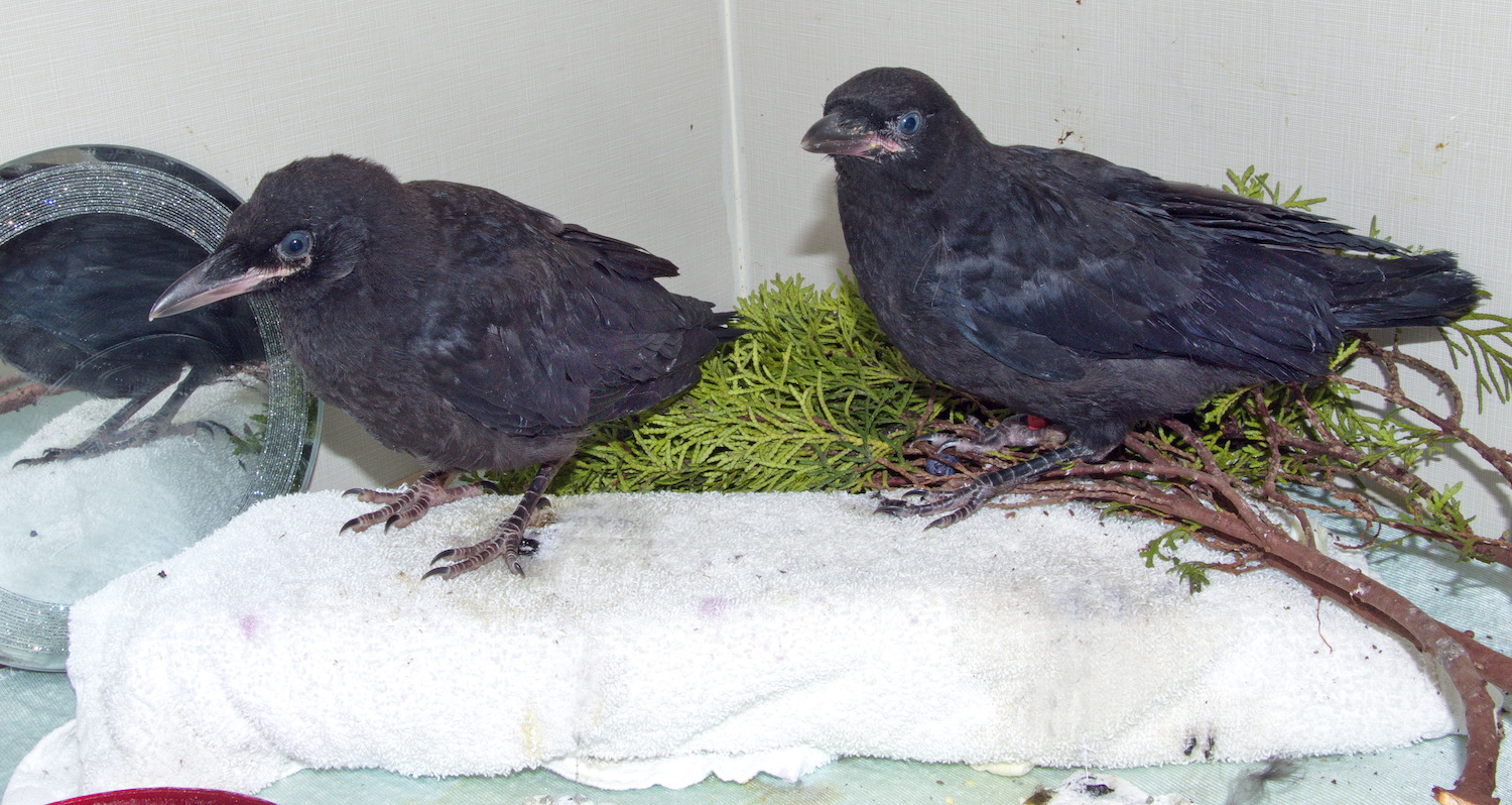 Determining When Baby Crows Need Help Wildlife Rescue Association of BC