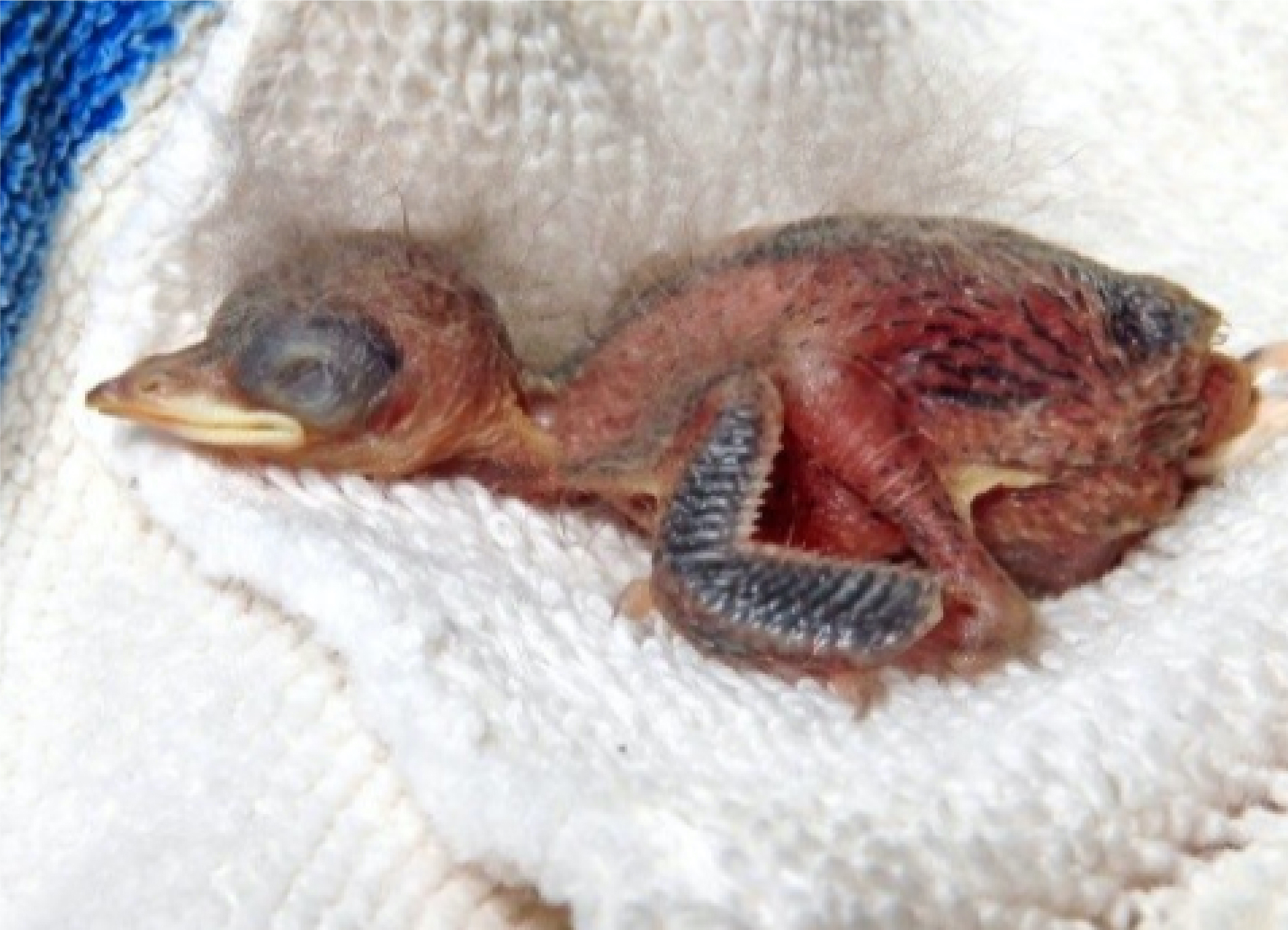 Help! I found a baby bird! - Wildlife Rescue Association of BC