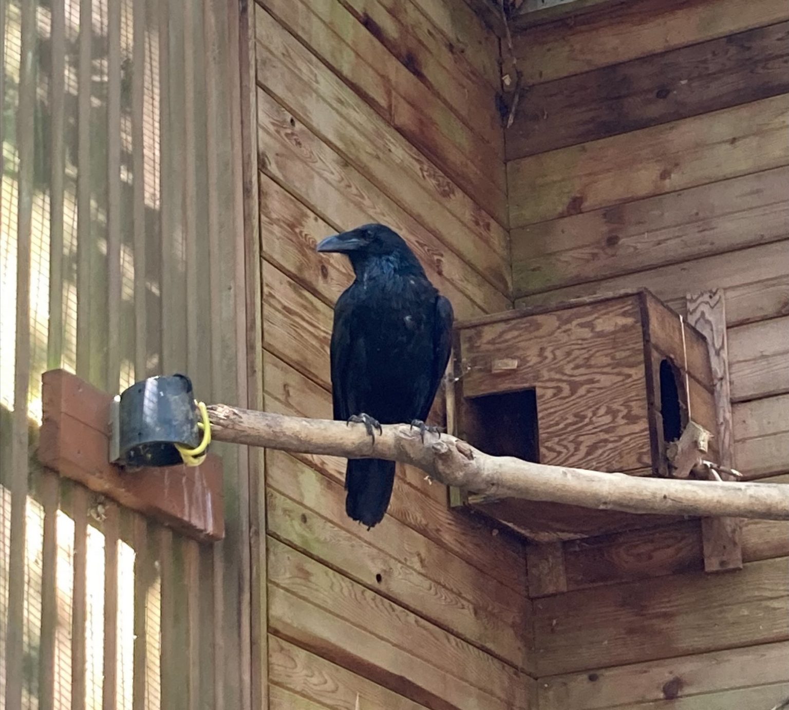 Long Road to Recovery for Common Raven - Wildlife Rescue Association of BC