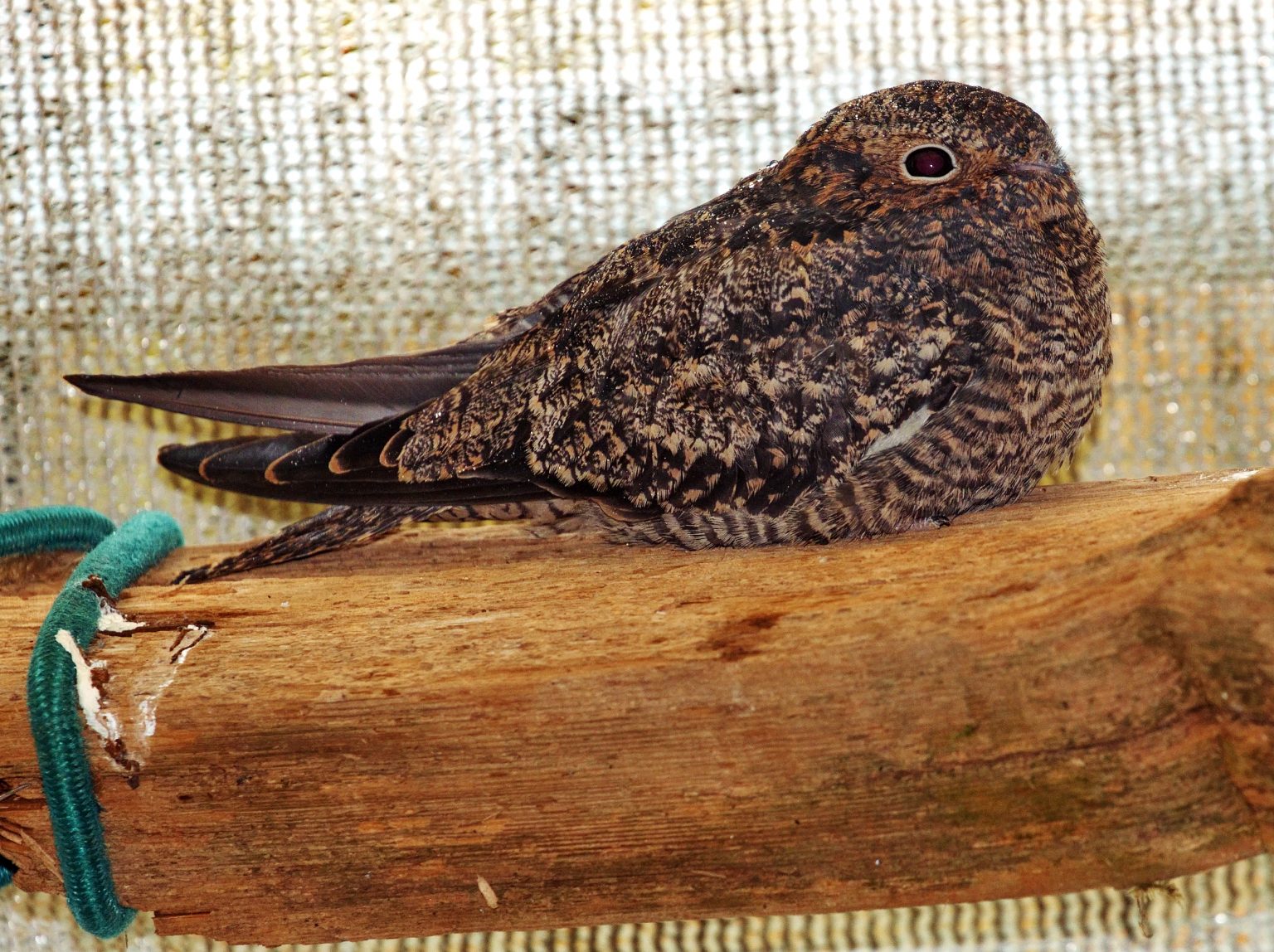 Common Nighthawk and How to Help! Wildlife Rescue Association of BC