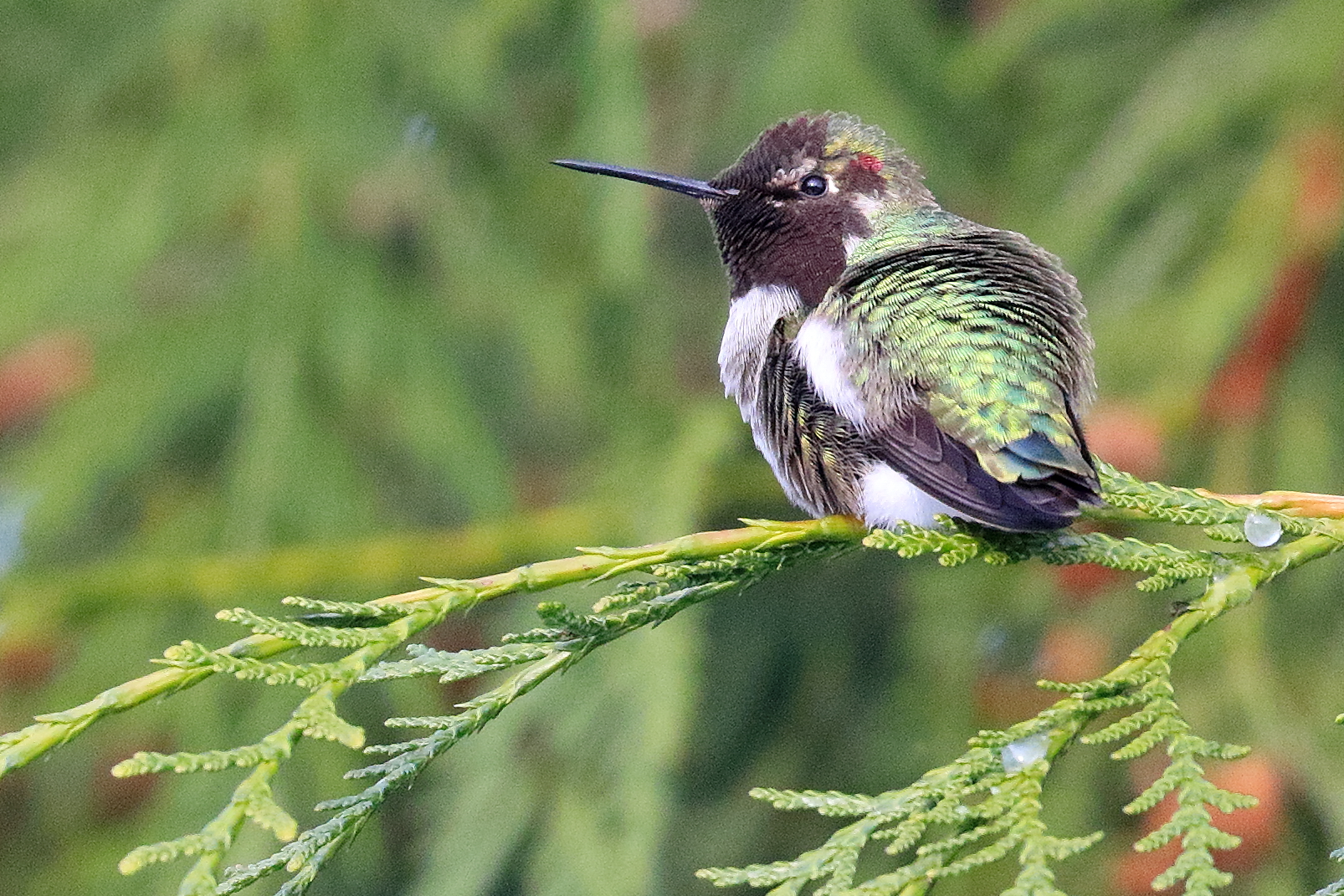 Hummingbirds a Frequent Sight in the Winter! Wildlife Rescue