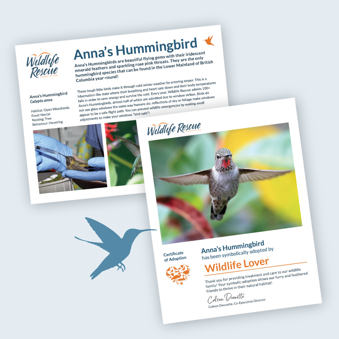 Home Page - Wildlife Rescue Association of BC