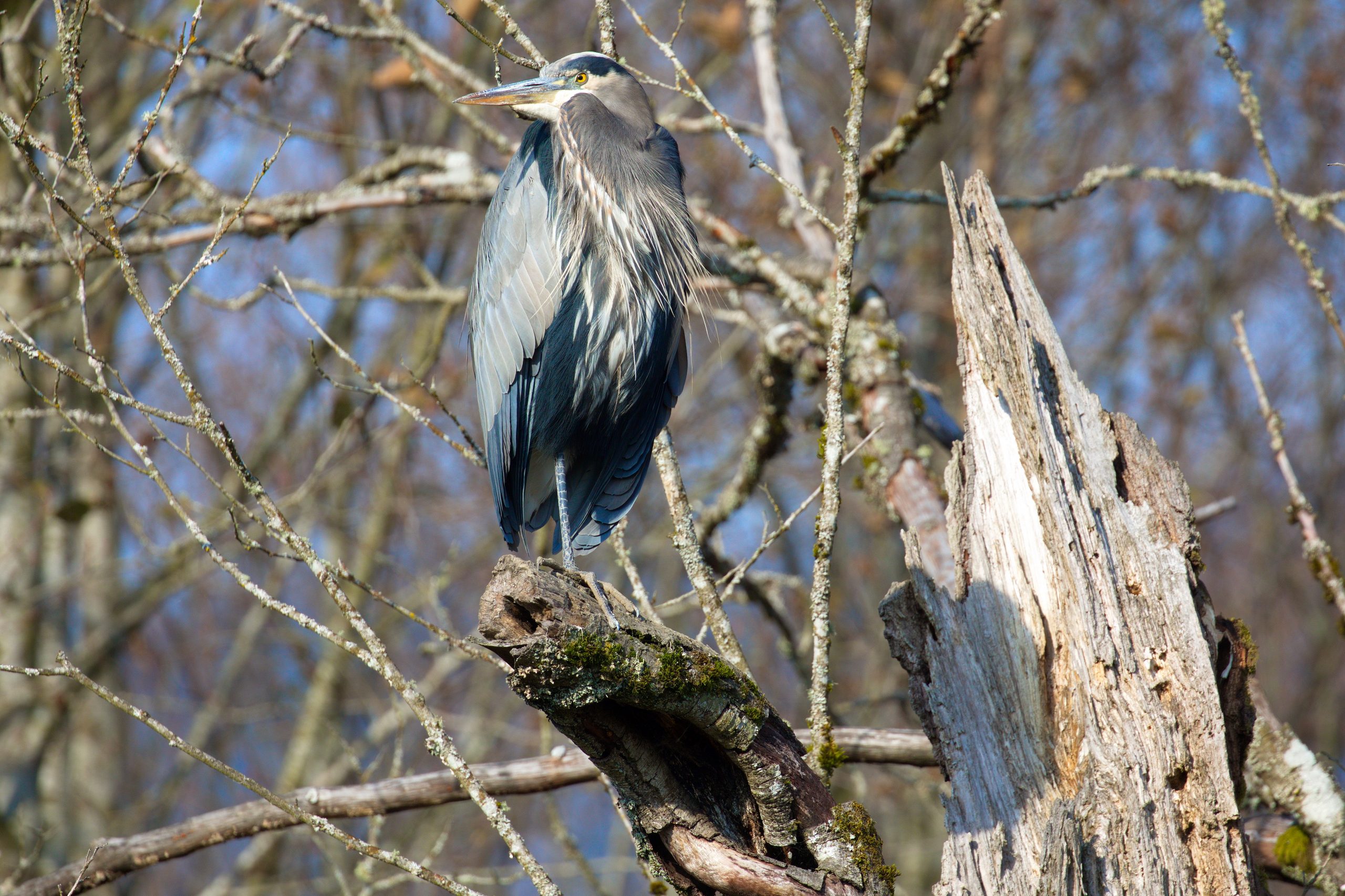 How You Can Help Nesting Herons