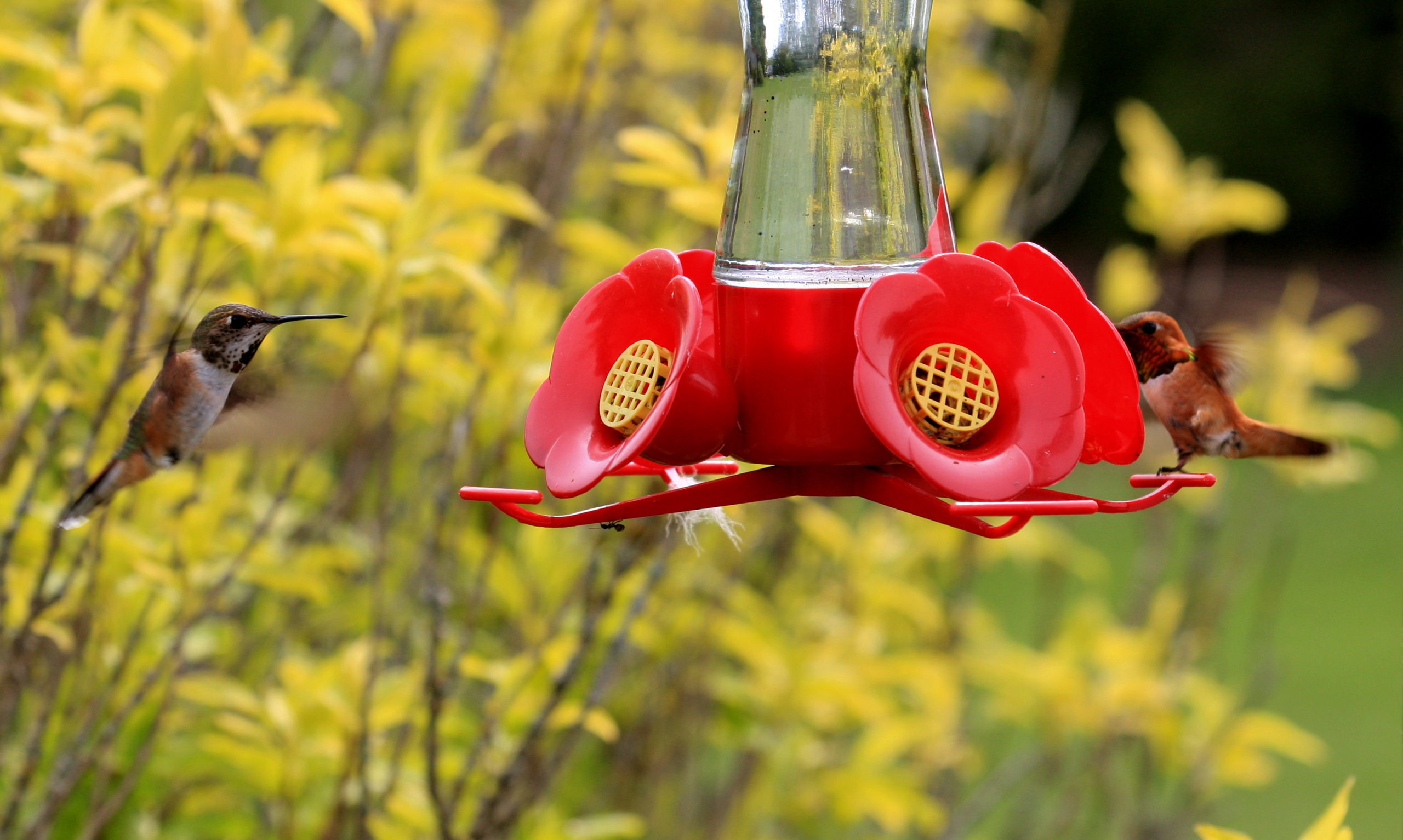 Year-round Hummingbird Feeder Guide