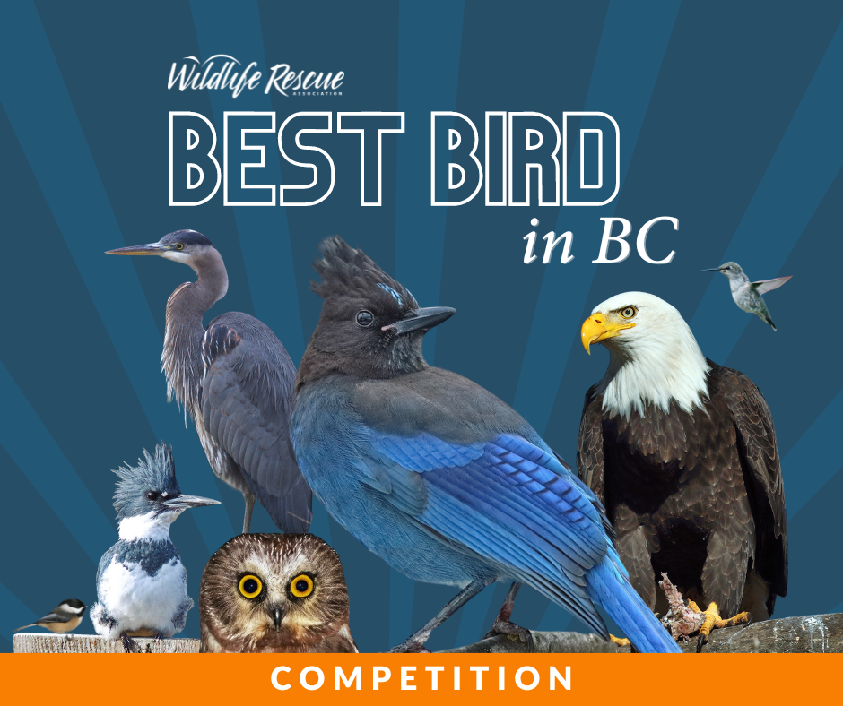 Vote for BC's Best Bird