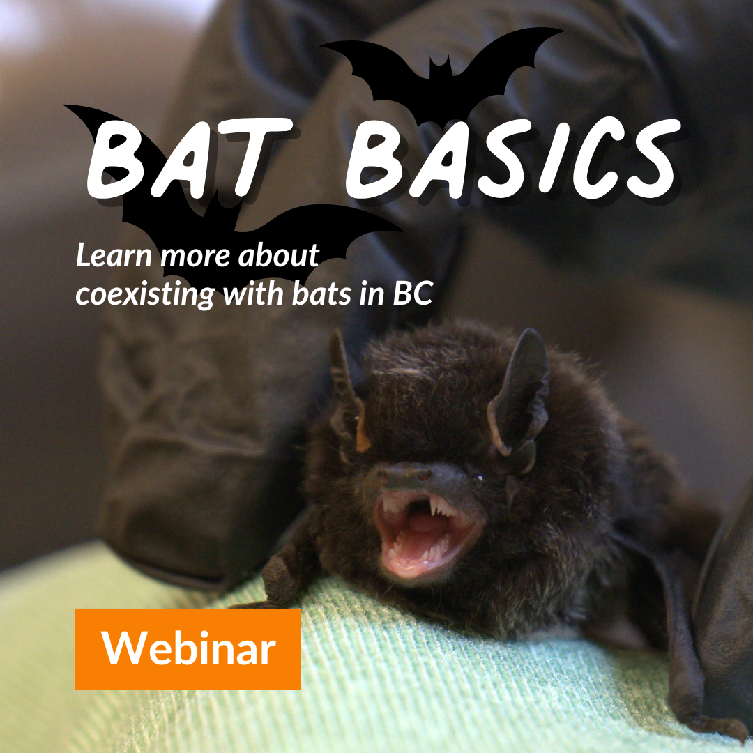 Learn All About Bats!