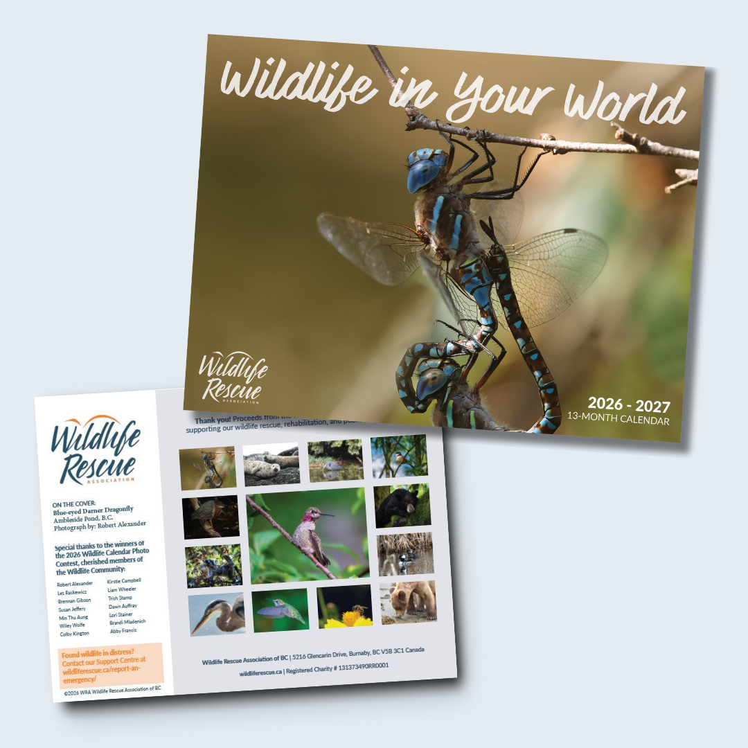 2026 Wildlife Calendar For Sale Now!