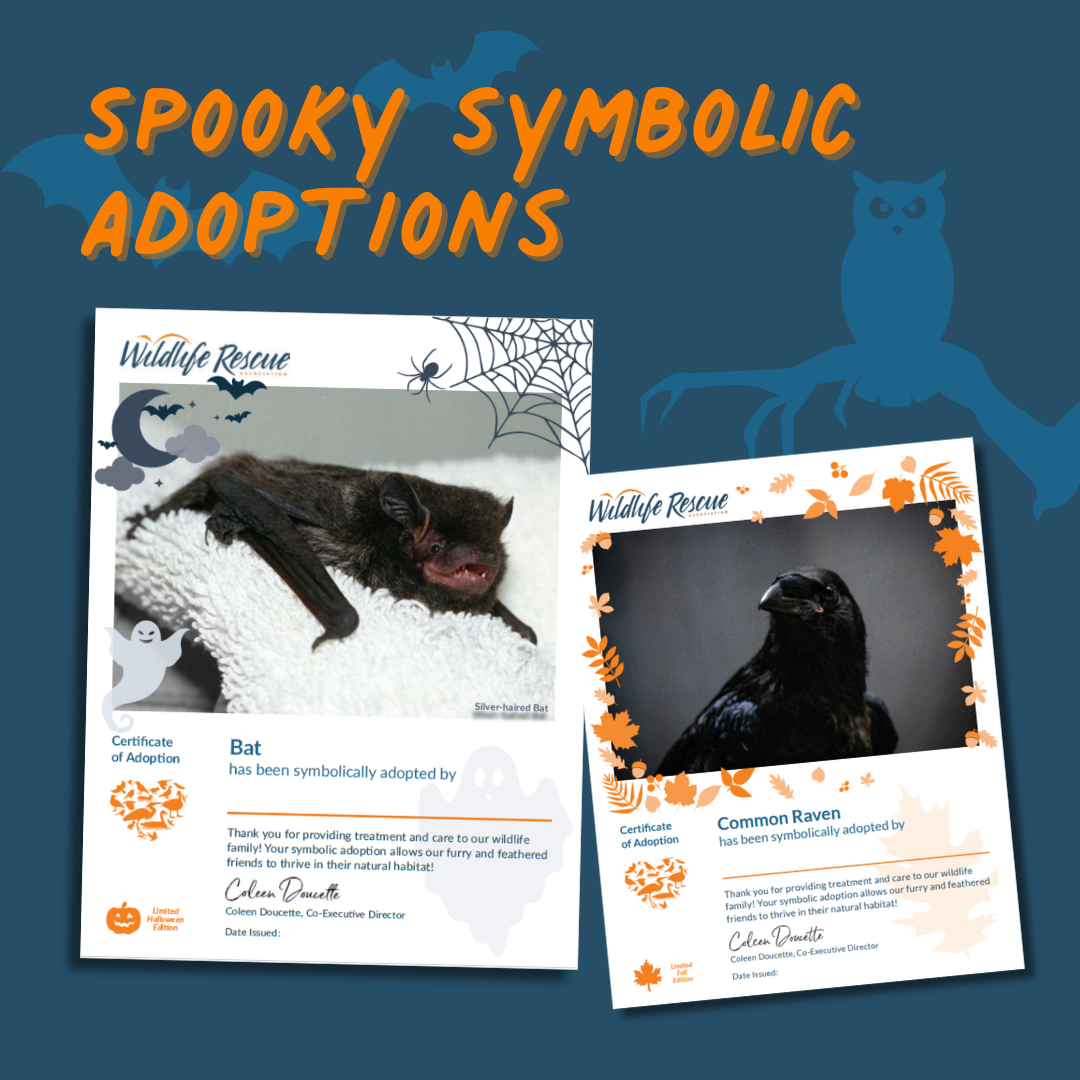 Adopt an Animal this Halloween